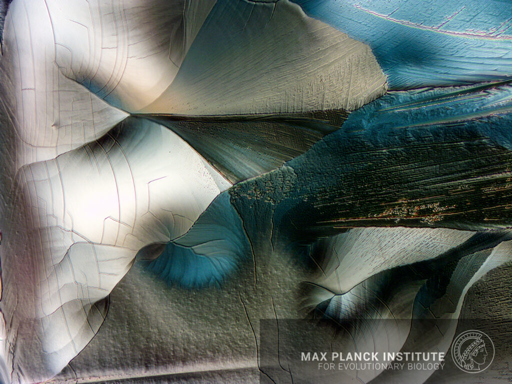 beta-alanine8